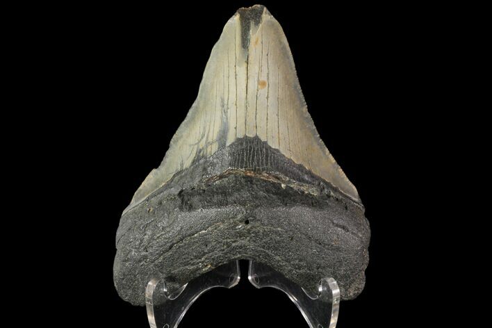 Bargain, Megalodon Tooth - North Carolina #83896